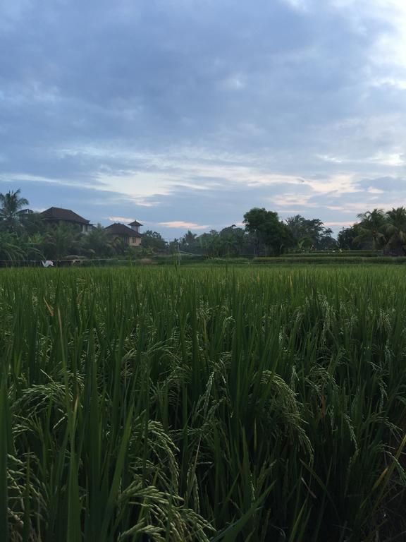 Pondok Buda Merta Ubud Zewnętrze zdjęcie